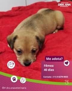 Filhote para adoção
